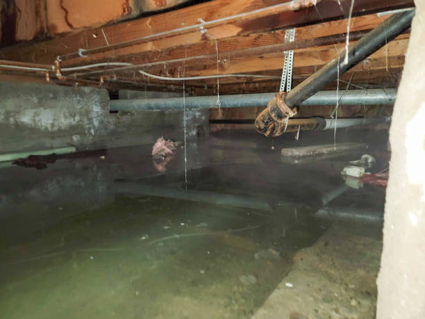 Best Water damage contractors near me  in Knollwood, IL