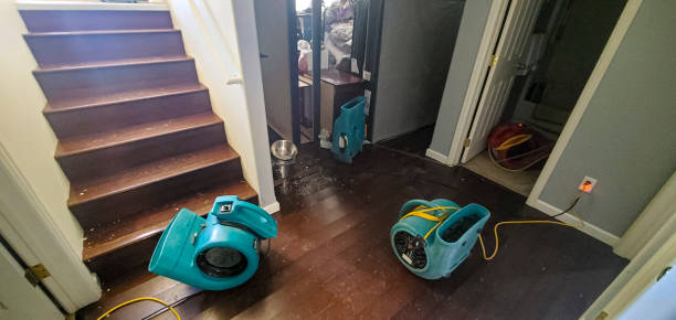 Best Mold removal after water damage  in Knollwood, IL